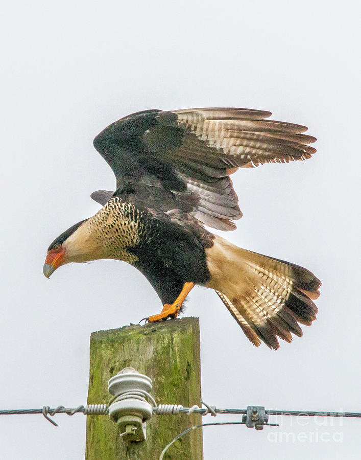 Caracara Wing Stretch Photograph by Tom Claud