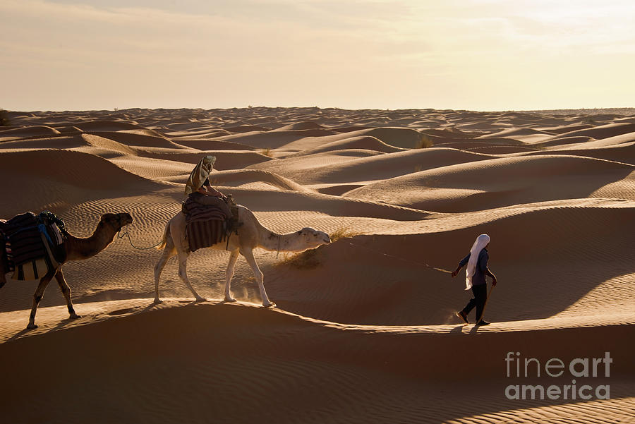 Caravan of camels in sand dunes Photograph by Delphimages Photo Creations