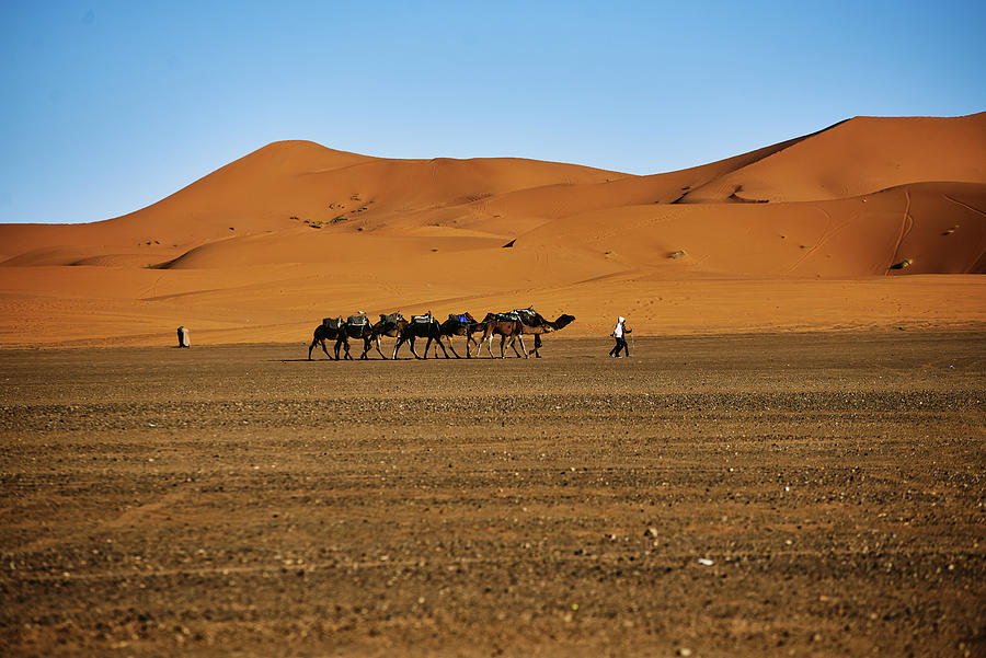 Summer Photograph - Caravan Of Camels Across The Desert by Cavan Images