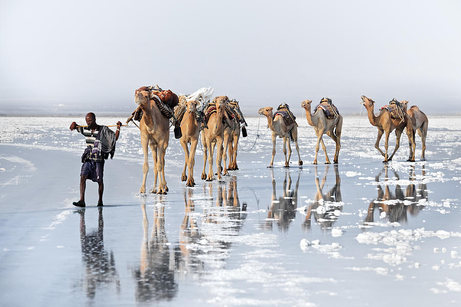 Caravan Of Salt Photograph by Trevor Cole