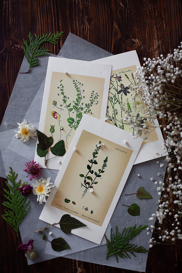 Card With Botanical Illustrations, Leaves And Flowers Photograph by Alicja Koll