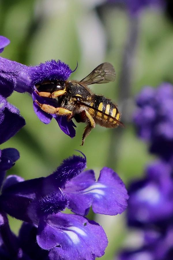 Carder Bee on Salvia Photograph by Sarah Lilja