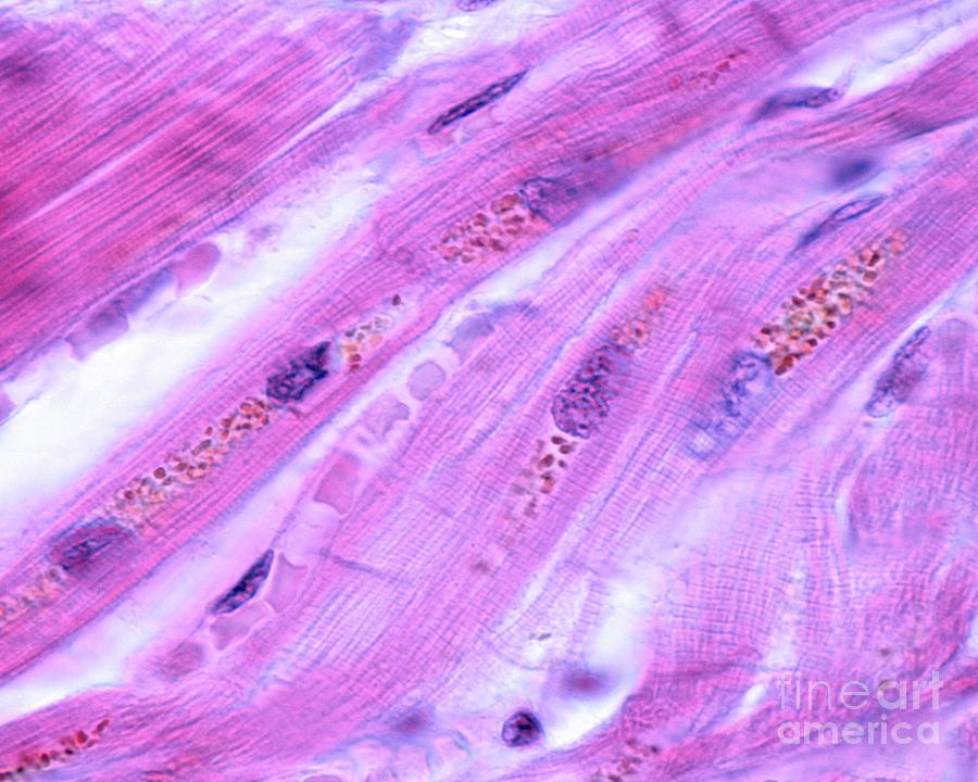 Cell Photograph - Cardiac Myocytes by Jose Calvo/science Photo Library