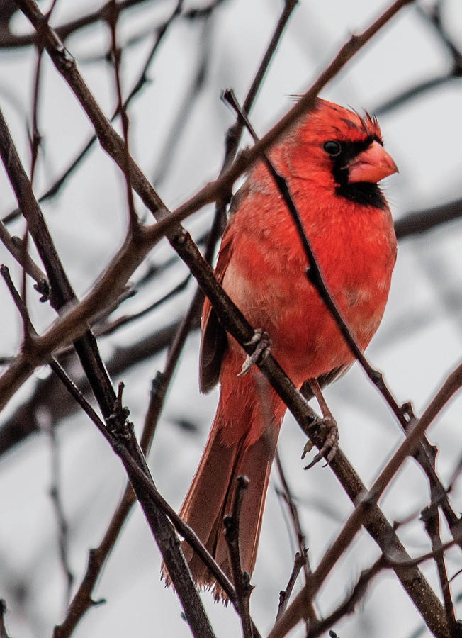 Cardinal 2 Photograph by Wendy Carrington