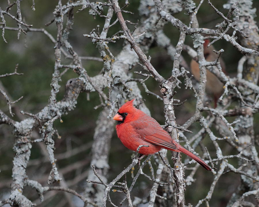 Cardinal 5209 Photograph by John Moyer