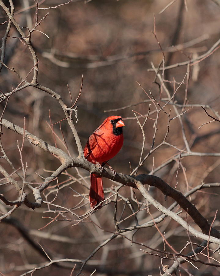 Cardinal 5283 Photograph by John Moyer