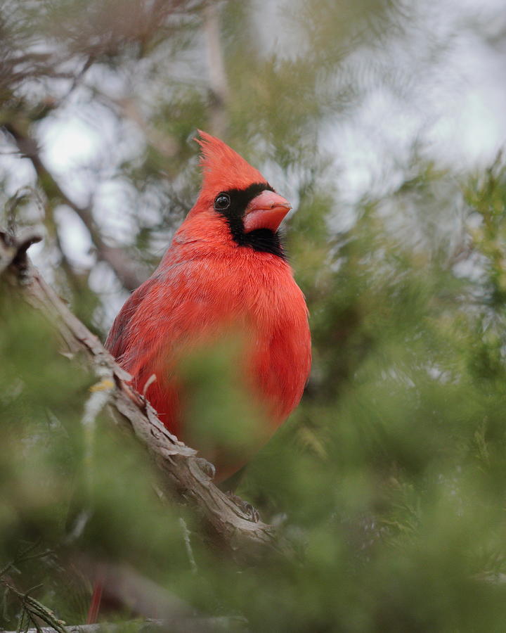 Cardinal 5537 Photograph by John Moyer