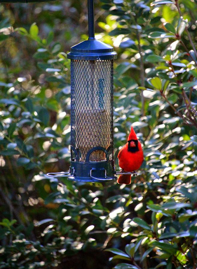 Cardinal At Bird Feeder  Photograph by Cynthia Guinn