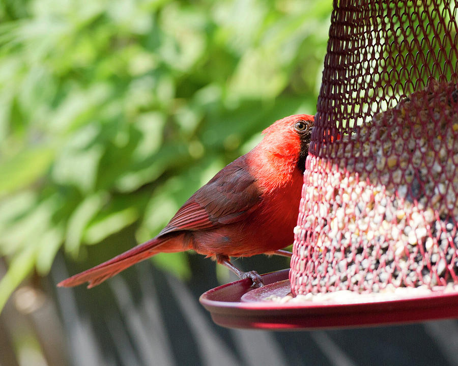 Cardinal at Feeder Photograph by Jeff Ross