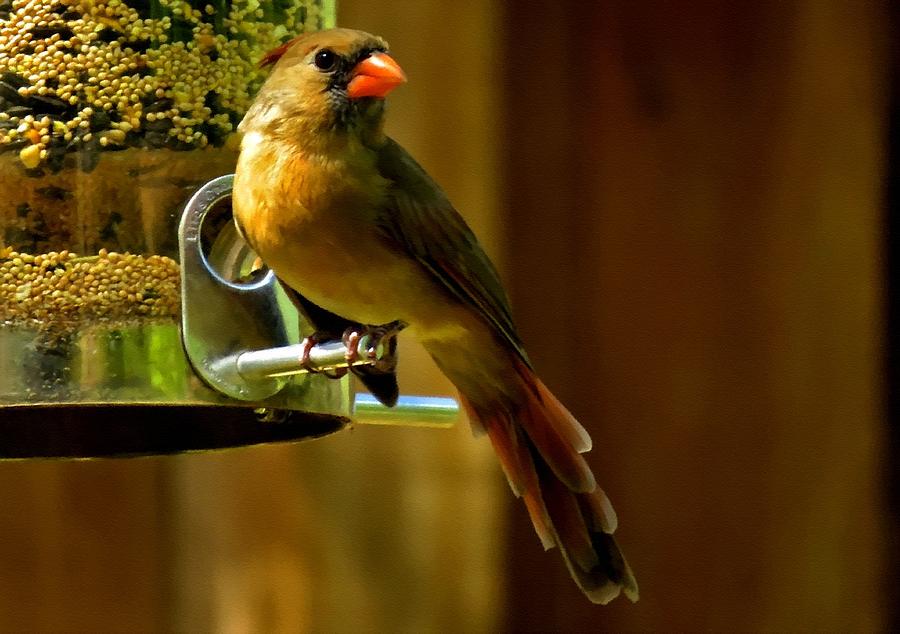 cardinal bird feeder best