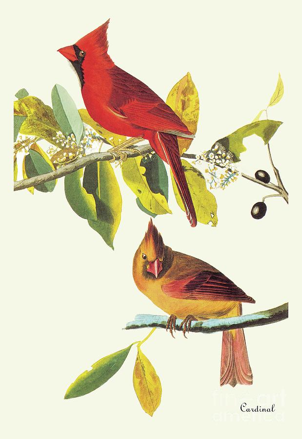 John James Audubon Painting - Cardinal, Audubon by John James Audubon