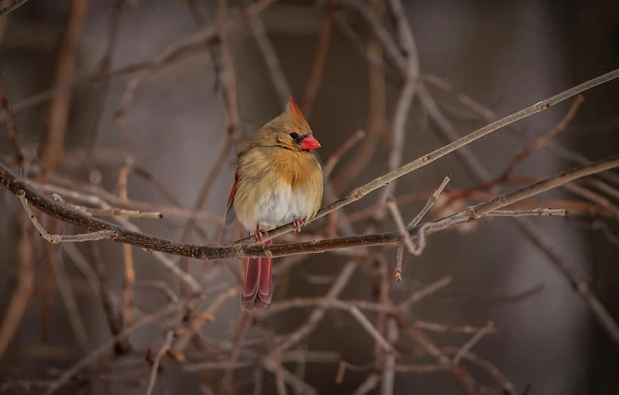 Cardinal Beauty  Photograph by Ray Congrove