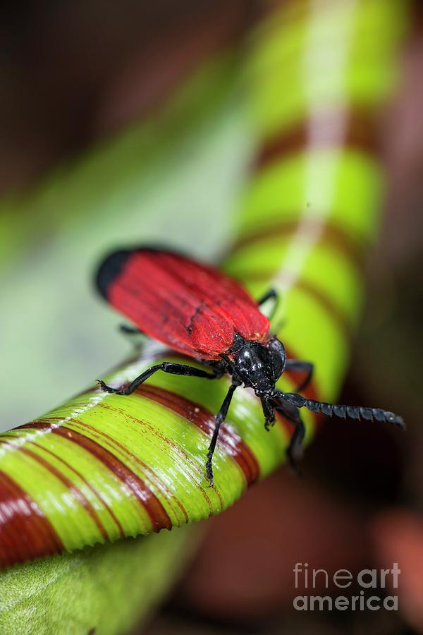 Cardinal Beetle Crawling Out Of Pitcher Plant Photograph by Scubazoo/science Photo Library