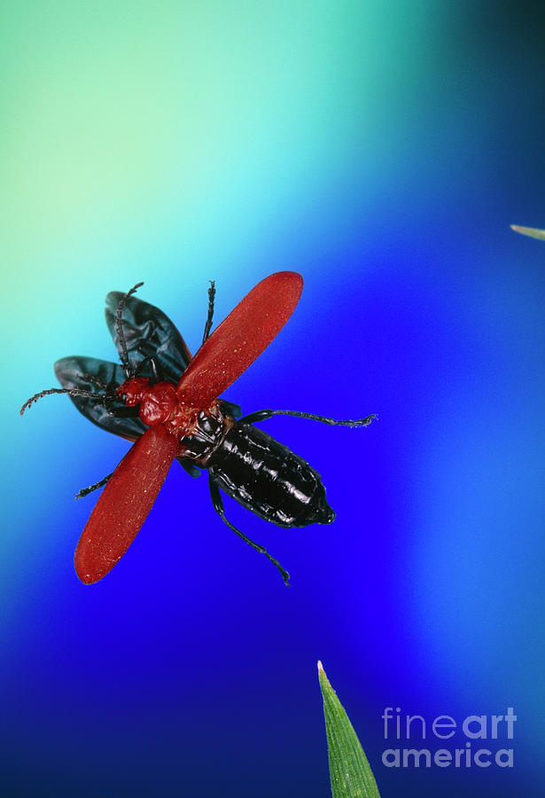 Cardinal Beetle In Flight Photograph by Dr. John Brackenbury/science Photo Library