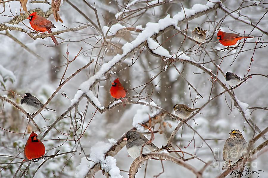 Wildlife Photograph - Cardinal Bird Party  by Peggy Franz