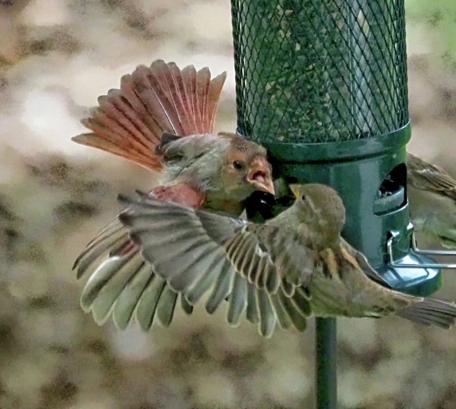 Cardinal Bullies Sparrow Photograph by C H Apperson