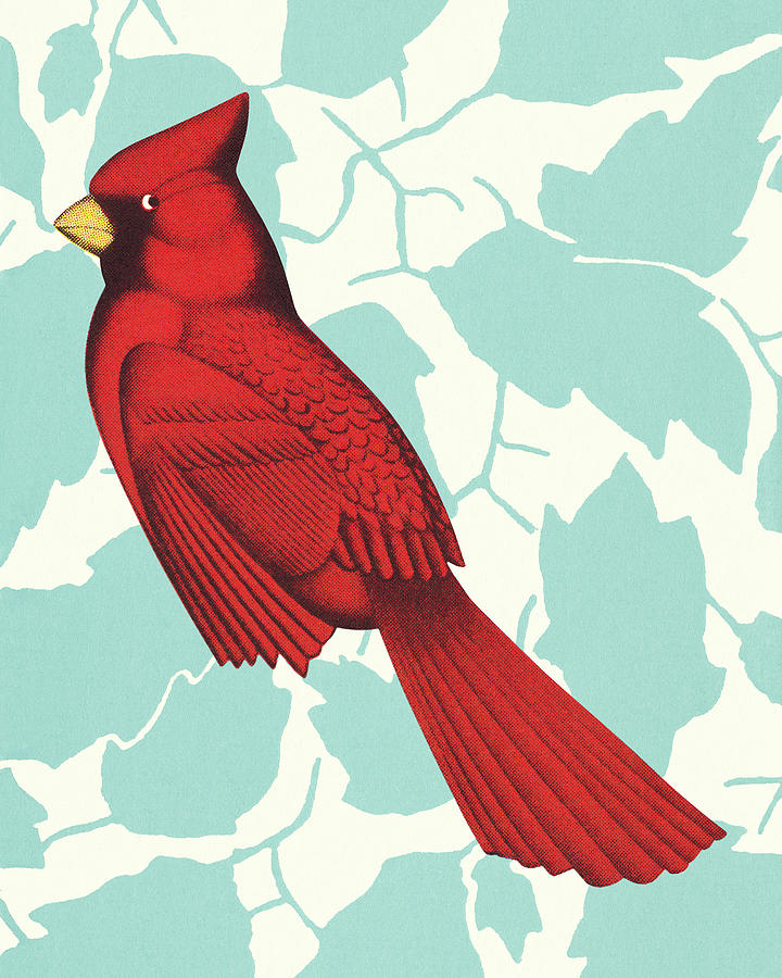 Cardinal Drawing - Cardinal by CSA Images