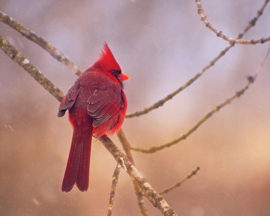 Cardinal Dawn Photograph by Laura Vilandre