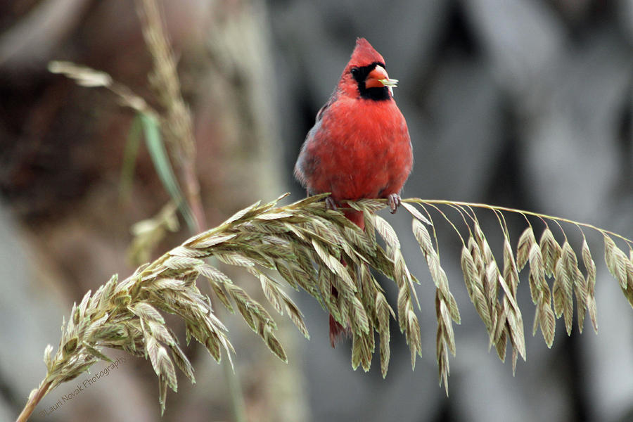 Cardinal Eating Seagrass Photograph by Lauri Novak