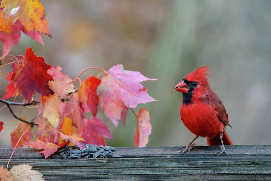 Cardinal feeding on fence post Photograph by Dan Friend