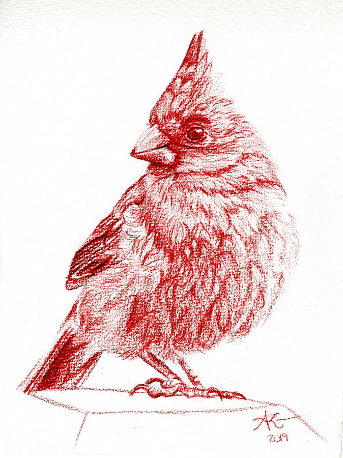 Cardinal II Drawing by Alexis King-Glandon