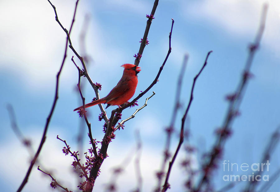 Cardinal in a Redbud in Spring Photograph by Karen Adams