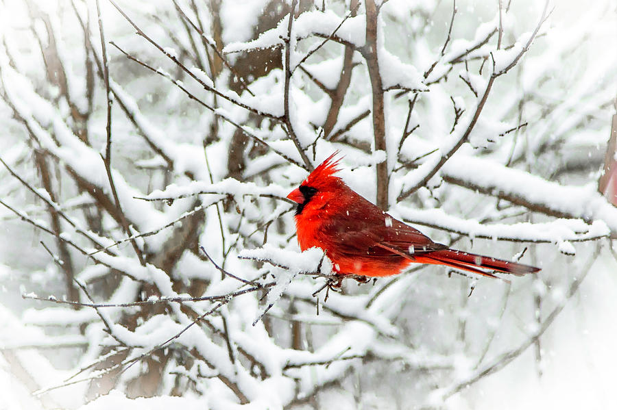 Cardinal in a Snow Storm Photograph by Kevin Argue