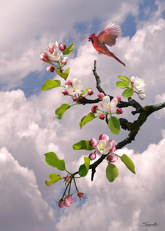 Cardinal in Apple Tree by Spadecaller Cardinal in Apple Tree by Spadecaller