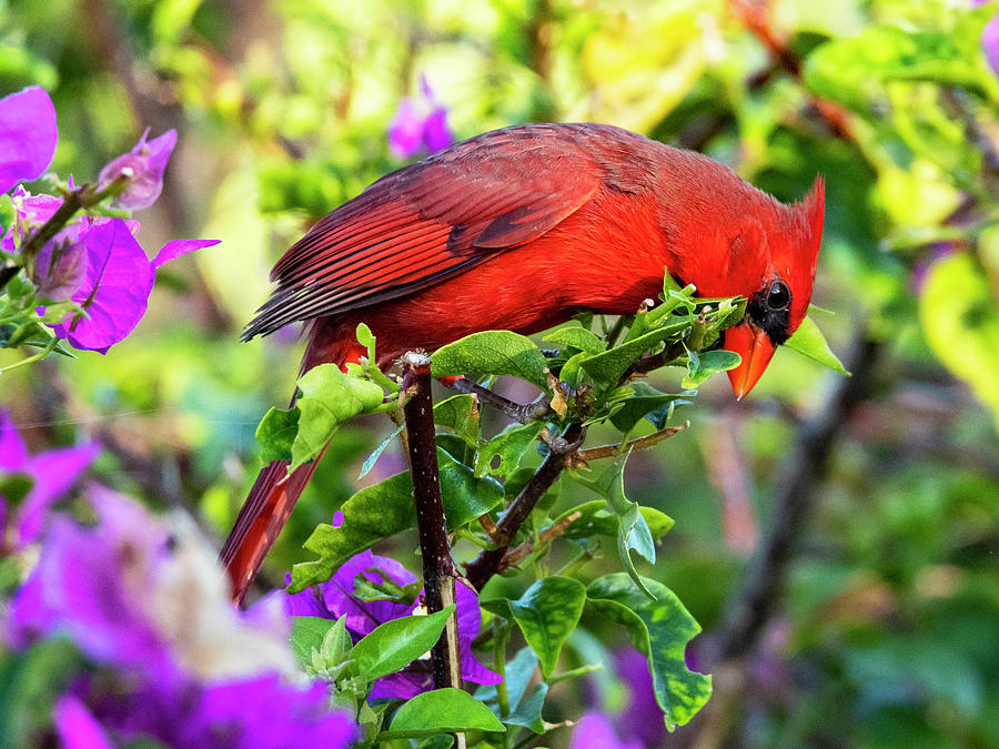 Cardinal in Bougainvillea Photograph by Don Durfee