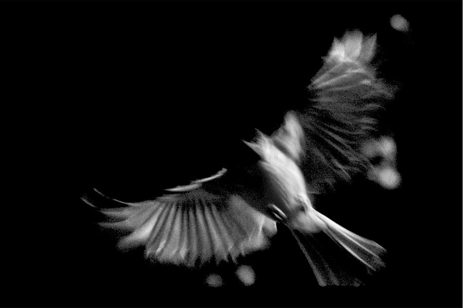 Cardinal Photograph - Cardinal In Contrast by Edward Swearingen Cardinal Photograph - Cardinal In Contrast by Edward Swearingen