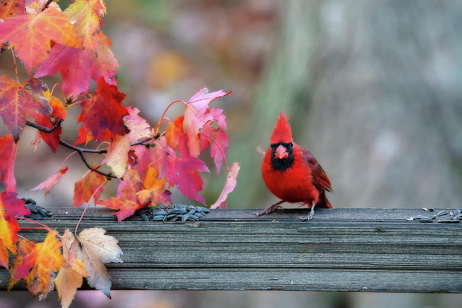 Cardinal in fall on fence post Photograph by Dan Friend