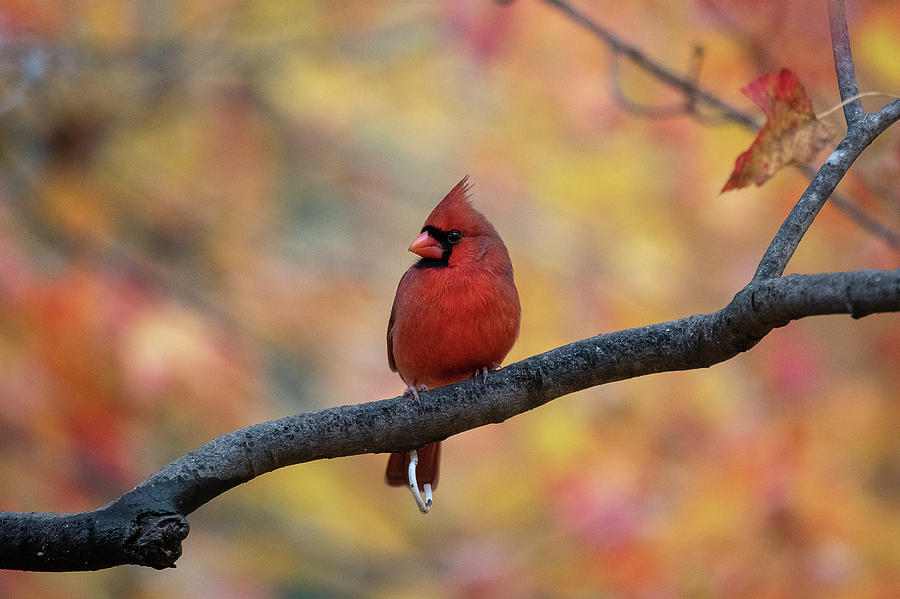 Cardinal in front of yellow and red leaves Photograph by Dan Friend