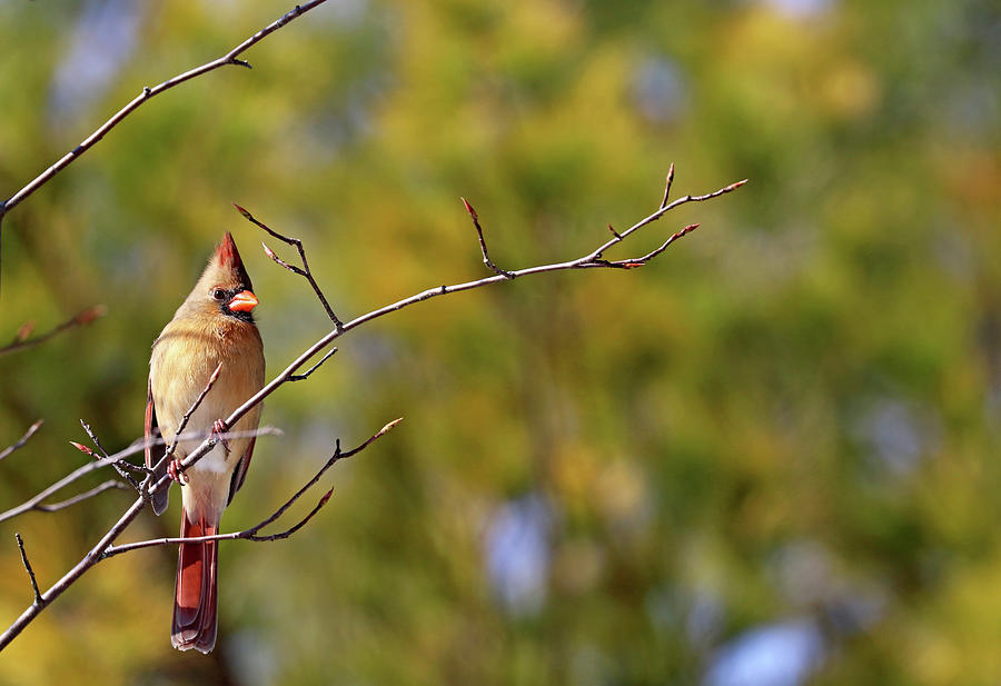 Cardinal In Morning Light Photograph by Debbie Oppermann - Pixels