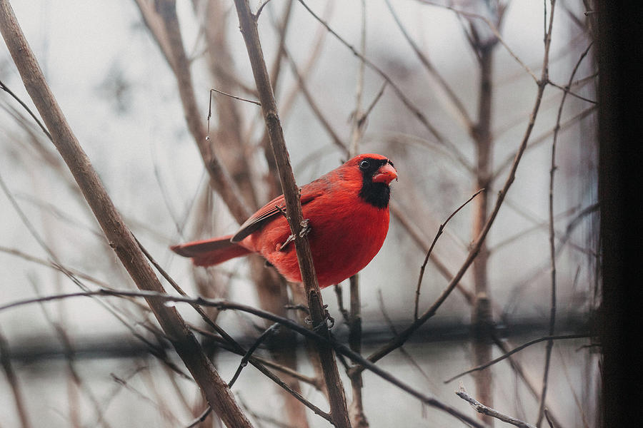 Cardinal in My Window Photograph by Amber Flowers