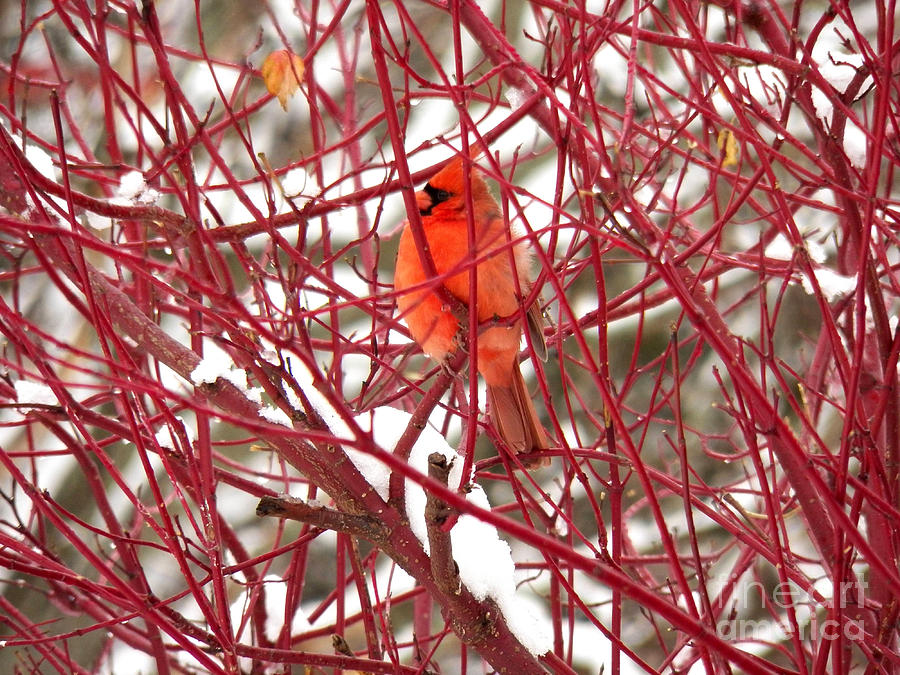 Cardinal in Red Branches Photograph by Corinne Elizabeth Cowherd