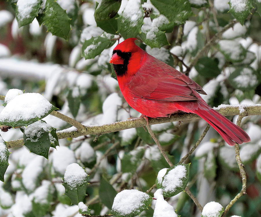 Cardinal in Snow-laden Holly Tree Photograph by Linda Stern