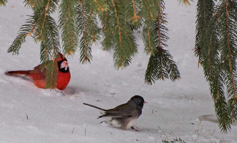 Cardinal in Snow Photograph by Wendy Carrington