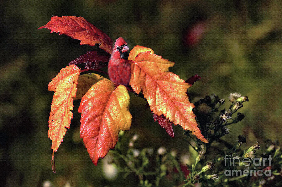 Cardinal in the Autumn Leaves Mixed Media by Elaine Manley