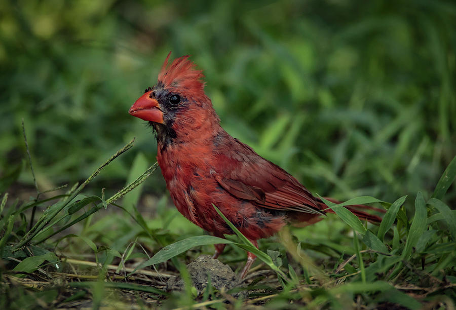 Cardinal In The Grass Photograph by Ray Congrove