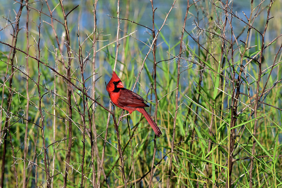 Cardinal Photograph - Cardinal In The Marsh by William Tasker