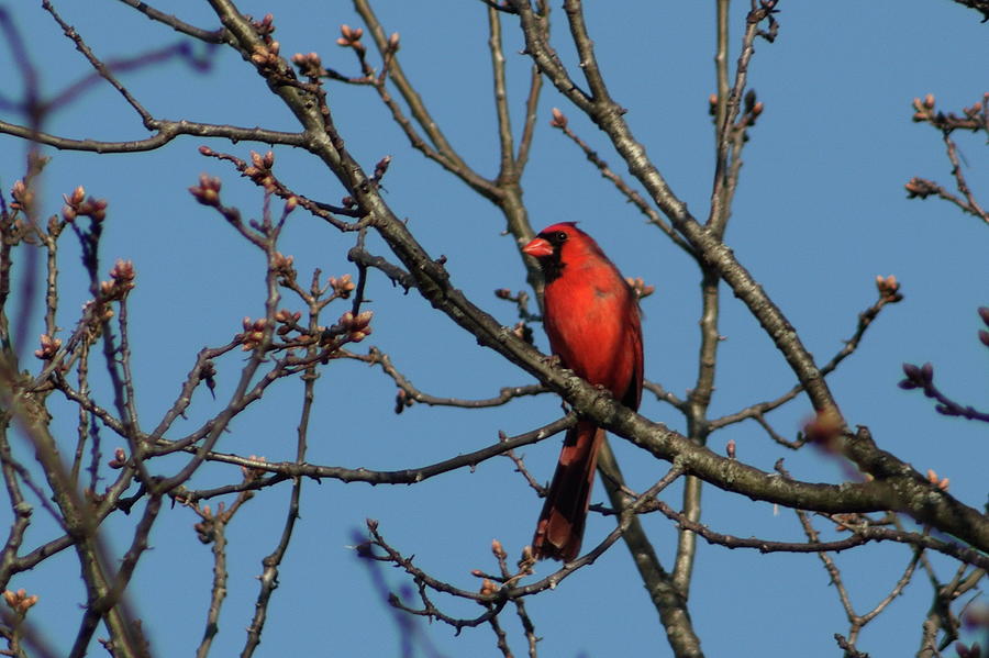 Cardinal in the Oak Photograph by Krist Bussart - Fine Art America