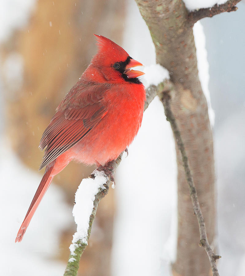 Cardinal in the snow Photograph by Jack Nevitt