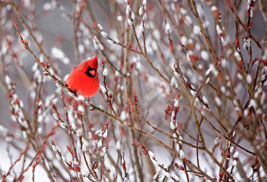 Cardinal in Winter Photograph by Deborah Penland