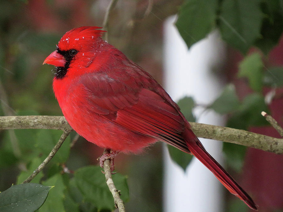 Cardinal in Winter Photograph by Linda Stern