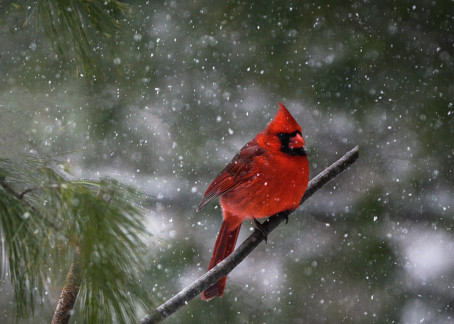 Cardinal in Winter Morn...in Illinois Photograph by Mary Lynn Giacomini