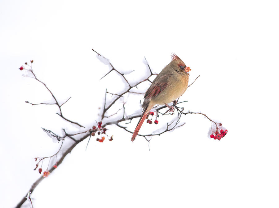 Wildlife Photograph - Cardinal by Larry Deng