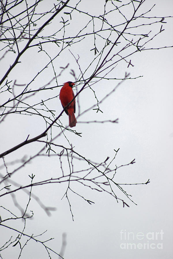 Cardinal Lookout Photograph by Karen Adams