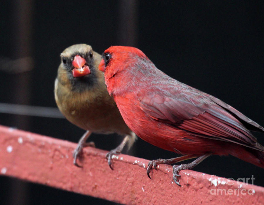 Cardinal Love 1 Photograph by Patricia Youngquist