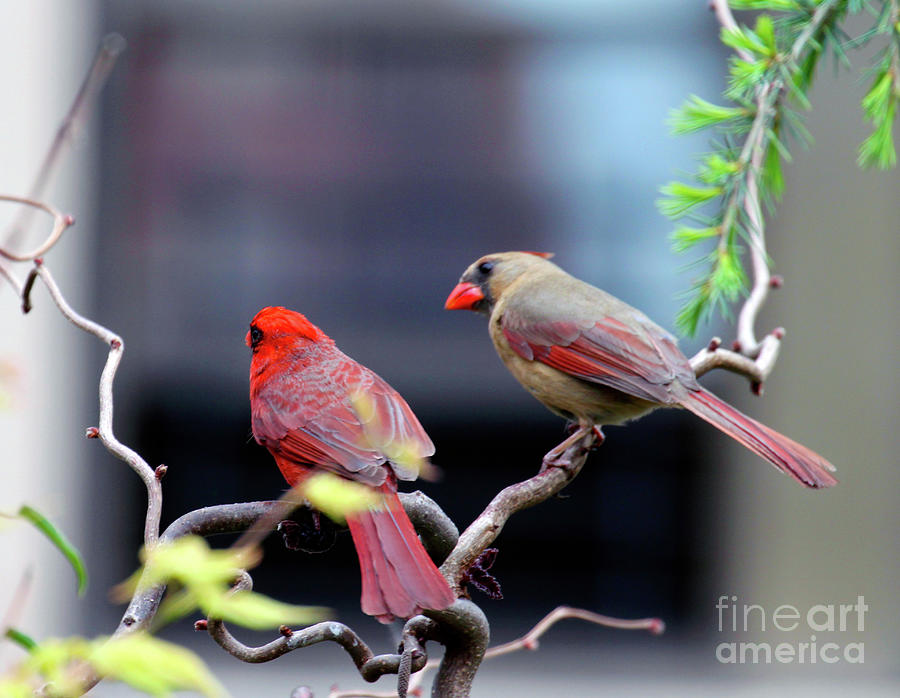 Cardinalis Cardinalis Photograph - Cardinal Love 3 by Patricia Youngquist