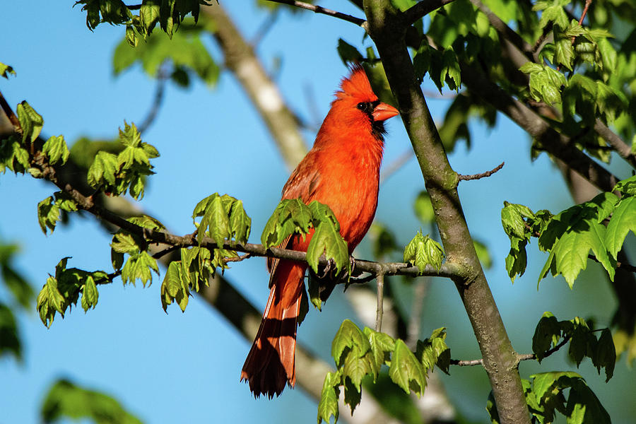 Cardinal Photograph